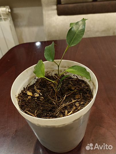 Фикус бенджамина