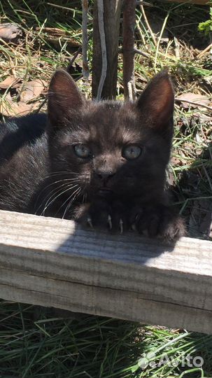 Котик (родился 16.04.2023)