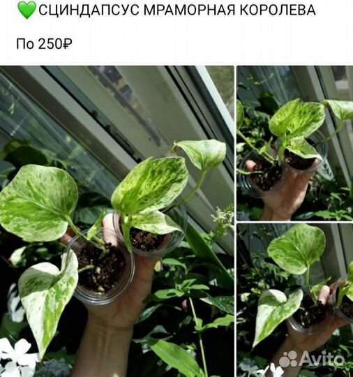 Комнатные растения