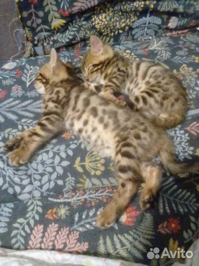 Бенгальские котята