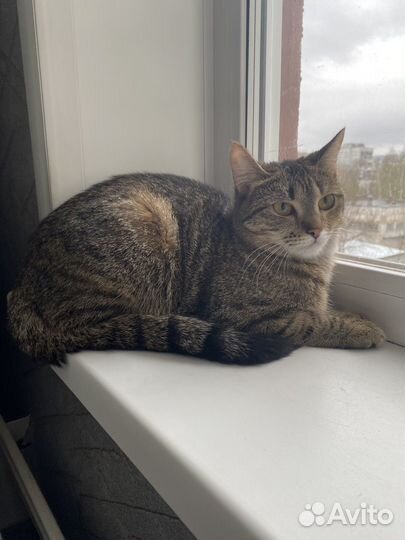 Кошка