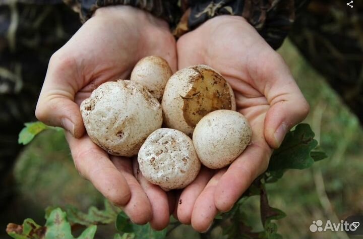 Дары/П Гриб Веселка 