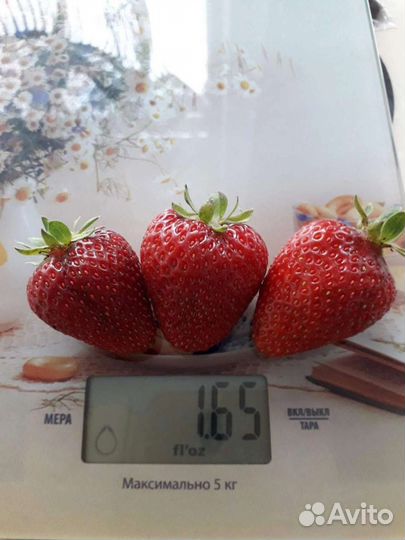 Клубника Альбион рем.(саженцы)