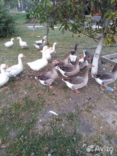 Мясо утки мулард