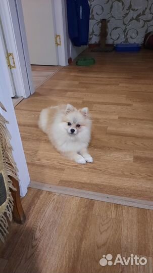 Померанский шпиц