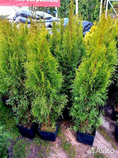 Туя Смарагд 90 см