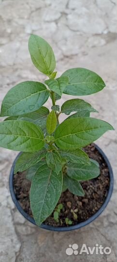 Садовые многолетники