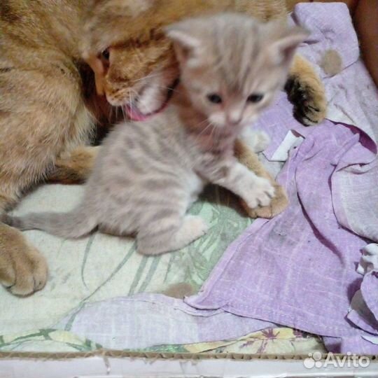 Котята отдам в хорошие руки бесплатно