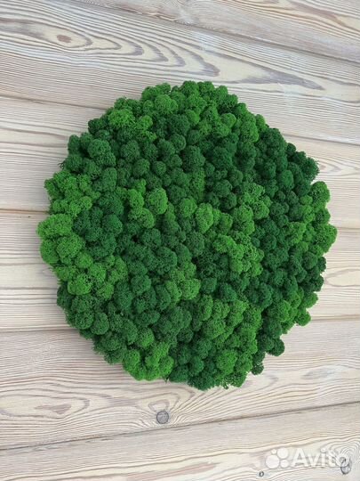 Панели из стабилизированного мха