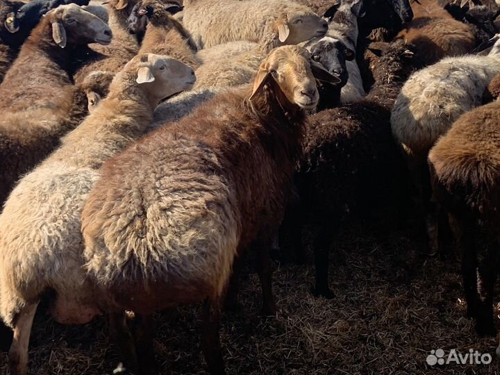 Баран производитель