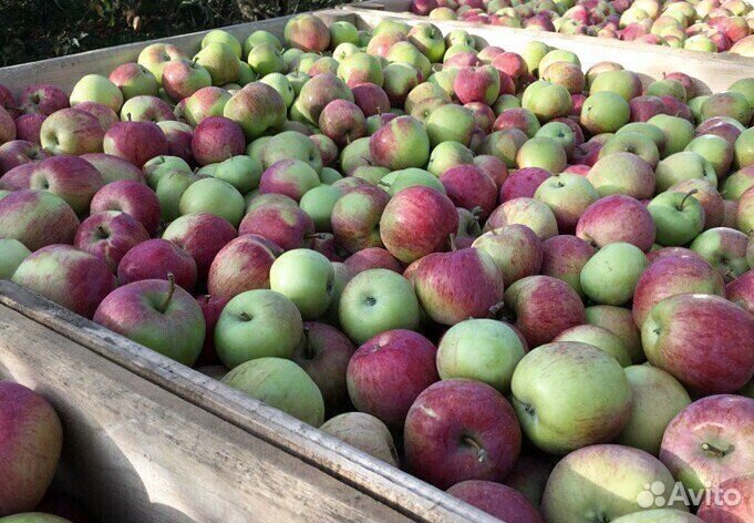 Рабочий. Сборщик яблок