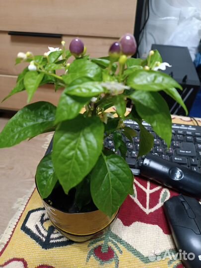 Перец комнатный острый пятицвет