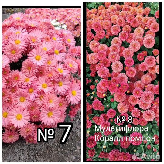 Хризантема мультифлора 15 сортов