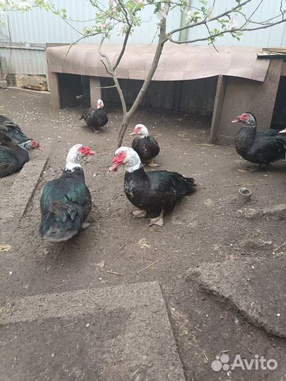 Селезень индоутки