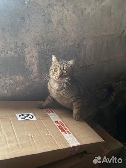 Кот в добрые руки