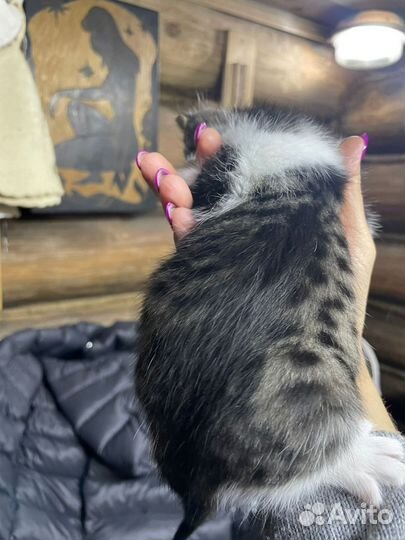 Котята