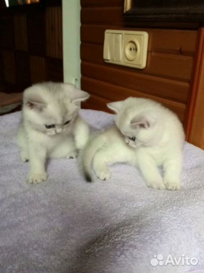 Два мальчугана шотландские котята