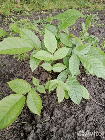 Грецкий орех саженцы