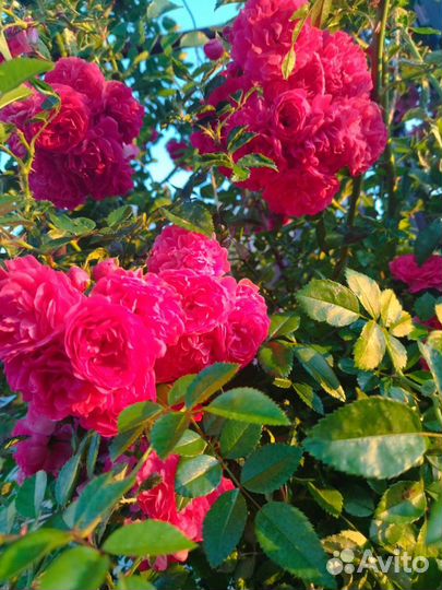 Роза плетистая Эксцельза