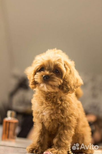 Кокапу mini мальчик