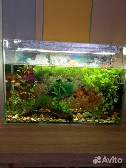Аквариум