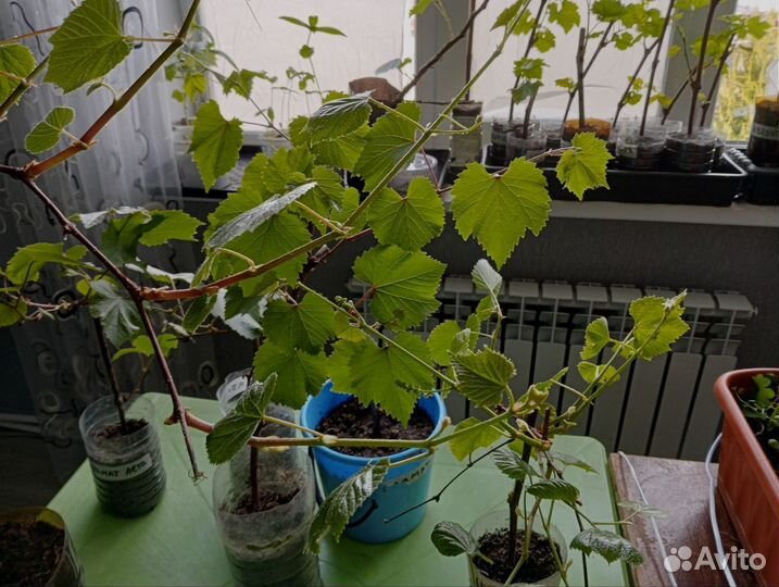 Виноград 2 года аромат лета