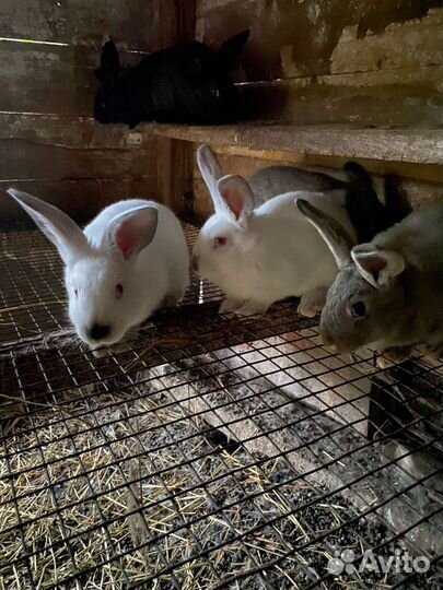 Крольчата