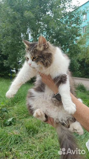 Пушистый котик