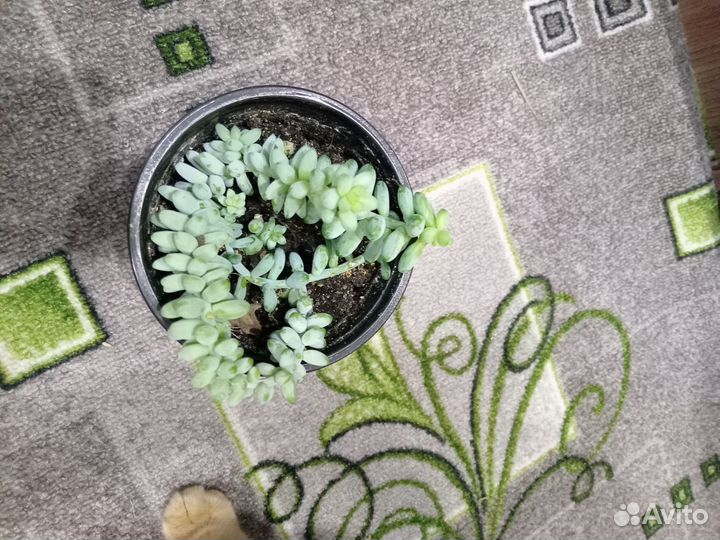 Комнатные цветы