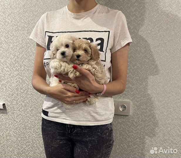Мальтипу f1 mini малыши в Москве