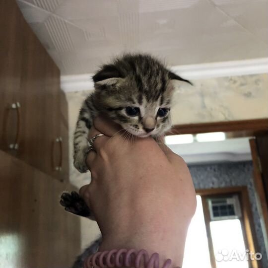 Котята бесплатно