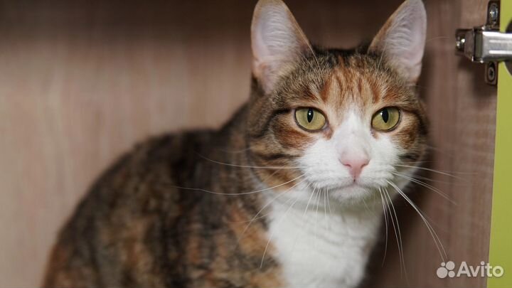 Кошка Хэппи