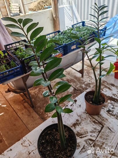 Растения для дома и сада