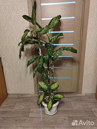 Диффенбахия