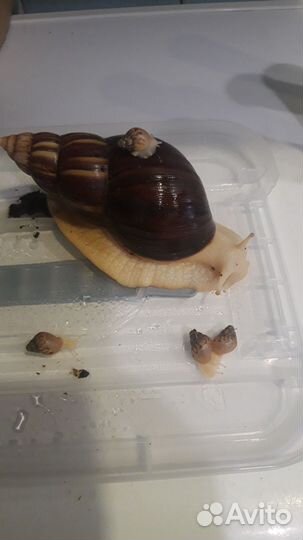 Улитята Ахатины