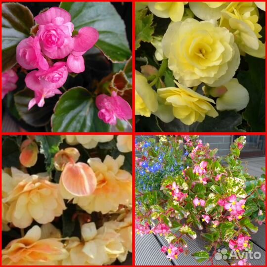 Бегония соления, Шардоне, вечноцветущая