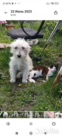 Щенки дворняжки