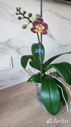 Орхидея фаленопсис