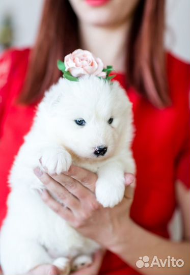 Щенки Самоеда