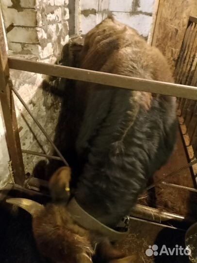 Быки на мясо или племя