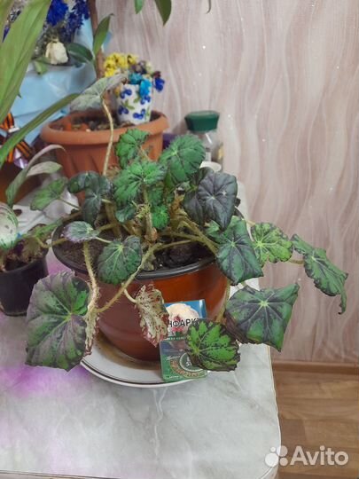 Комнатные цветы