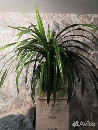 Пальма панданус