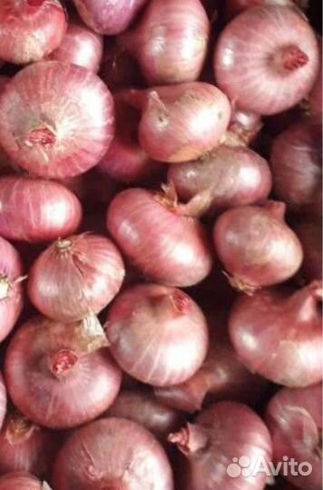 Лук семейный (шалот)