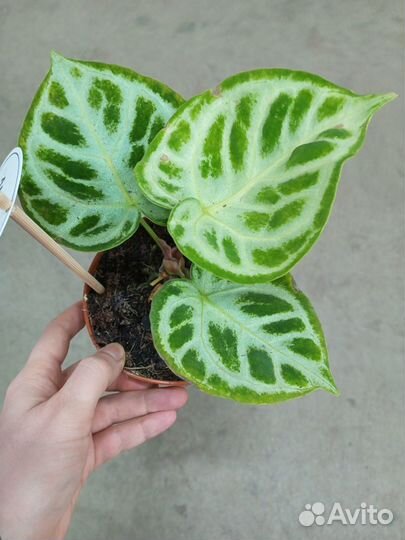 Антуриум Сильвер Блаш