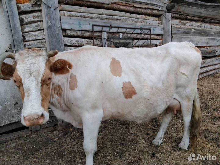Коровы дойные молочные