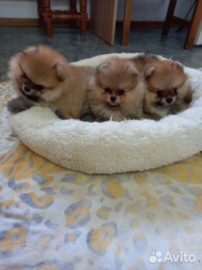 Померанский шпиц тип мишка мини