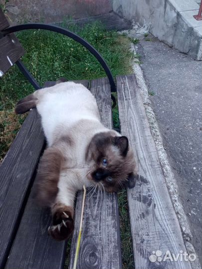 Сиамский кот вязка
