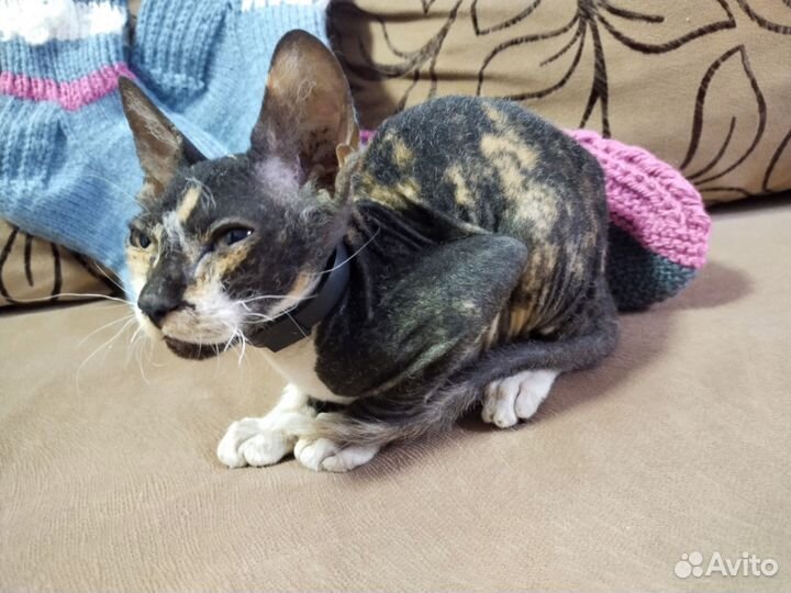 Сфинкс 2 месяцев