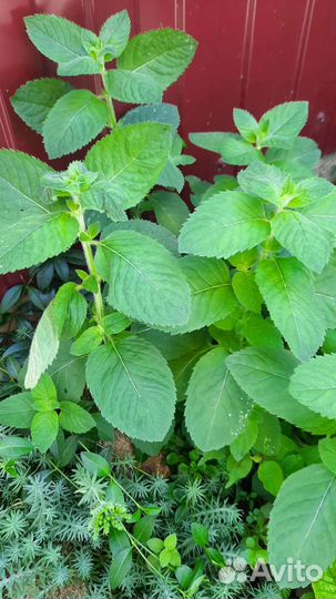 Мелисса,мята
