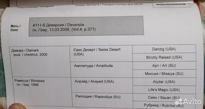 Продаются лошади